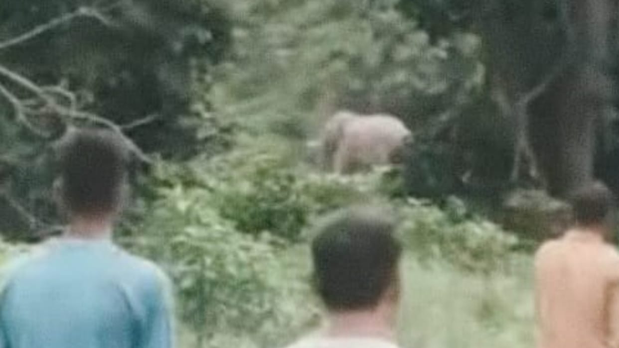 Elephant Attack Man Dies After Wild Elephant Assault in Reserved Forest Haridwar Shyampur