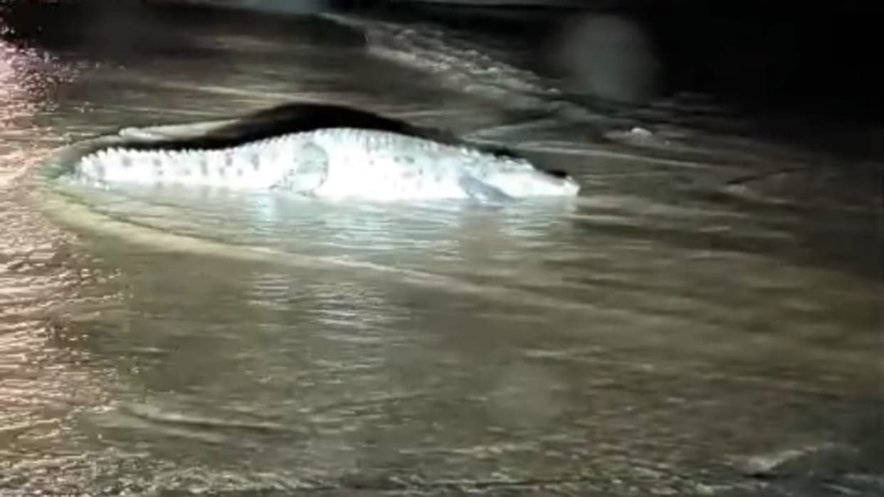 Sawai Madhopur News: Crocodiles Swept onto Road by Flooded Stream, Villagers Panic as Traffic Comes to a Halt