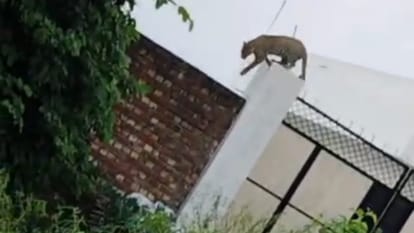 दीवार पर तेंदुआ