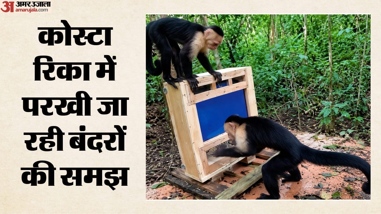 टास्क पूरा कर इनाम में केले पा रहे बंदर