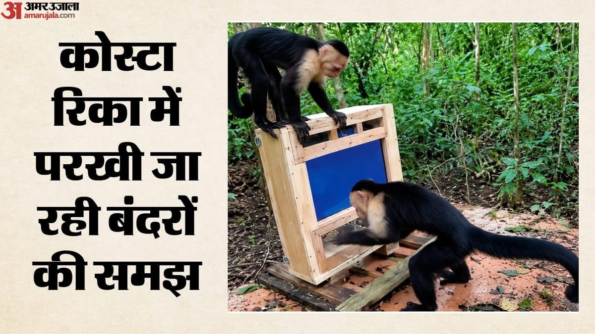 एआई कैमरे और टचस्क्रीन से हो रहा अनोखा प्रयोग, टास्क पूरा कर इनाम में केले पा रहे बंदर