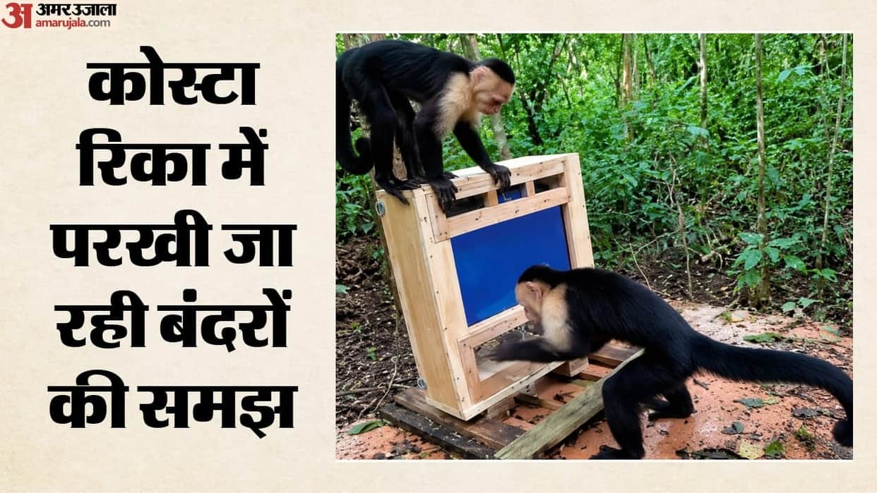 A unique experiment involving AI cameras-touchscreens, monkeys receive bananas as rewards for completing tasks