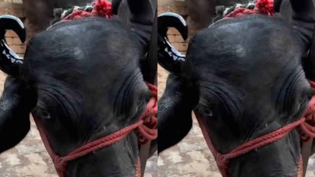 Haryana Unique Beauty Parlour Gives Buffaloes and Bulls a Stylish Makeover in a Viral Video