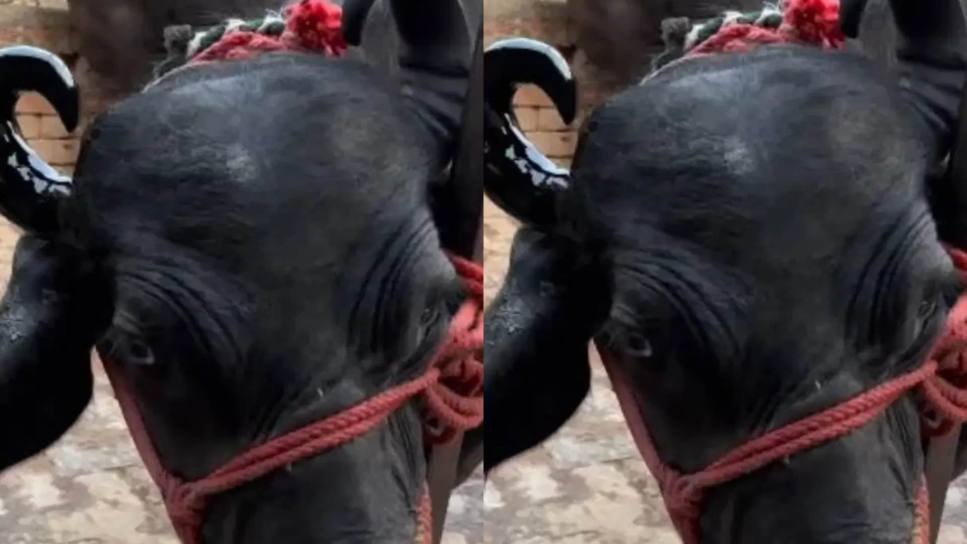 भैसों का हो रहा है मेकओवर