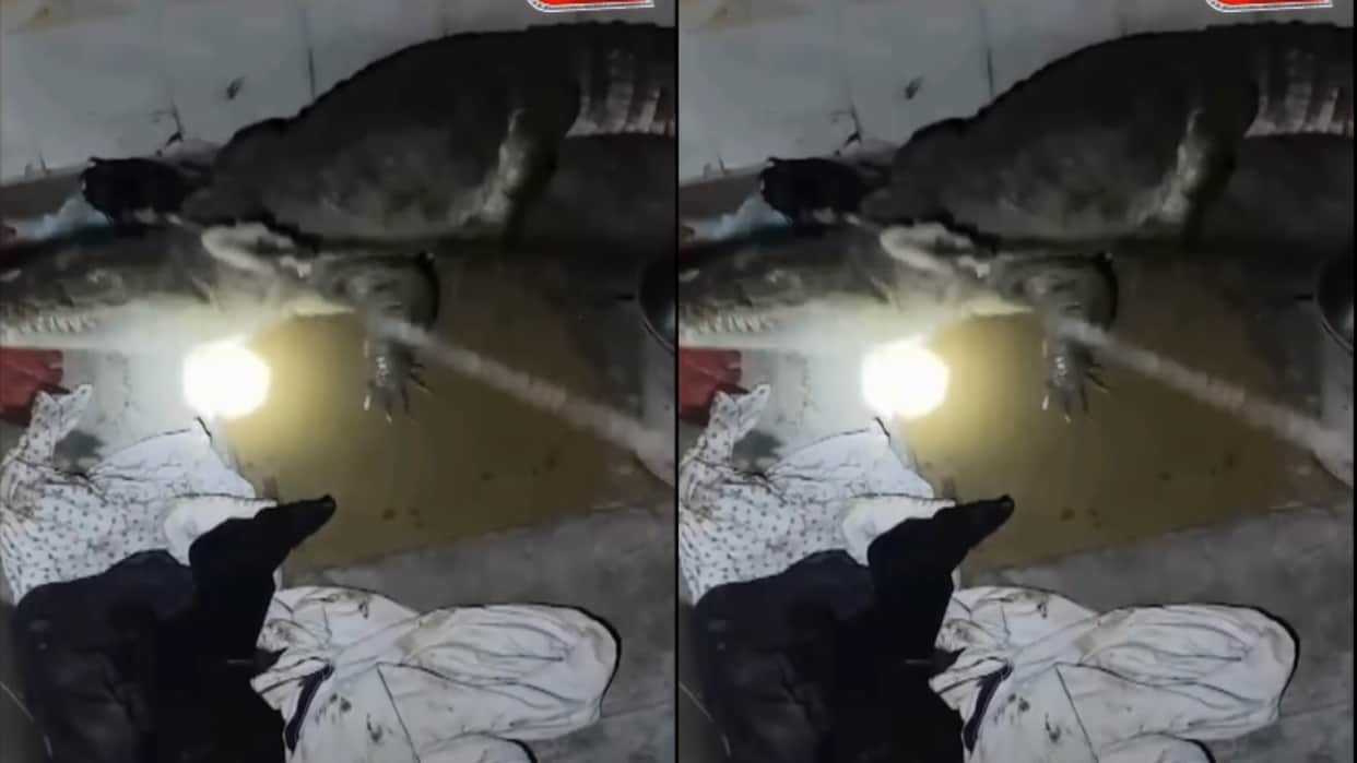7 Foot Crocodile Found Inside Bathroom of Gujarat Home Rescued After One Hour Operation goes viral