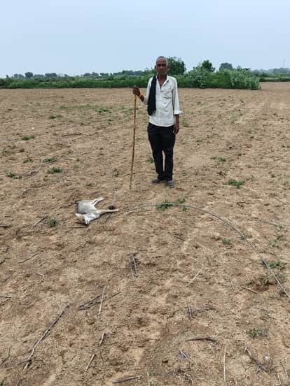 Six Jackals Electrocuted After High-Tension Wire Snaps Near Village