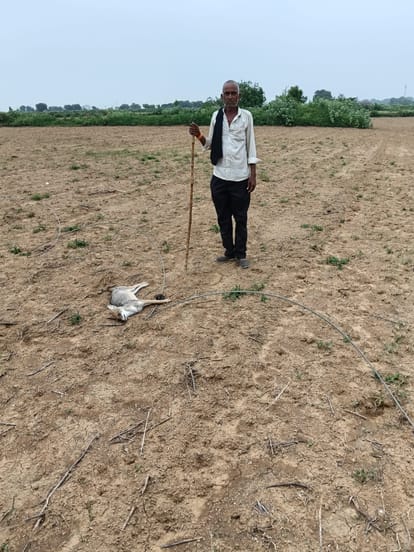 Six Jackals Electrocuted After High-Tension Wire Snaps Near Village