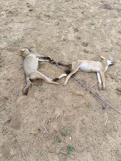 Six Jackals Electrocuted After High-Tension Wire Snaps Near Village