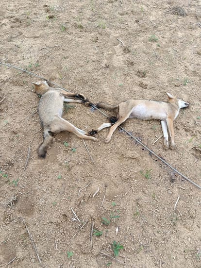 Six Jackals Electrocuted After High-Tension Wire Snaps Near Village