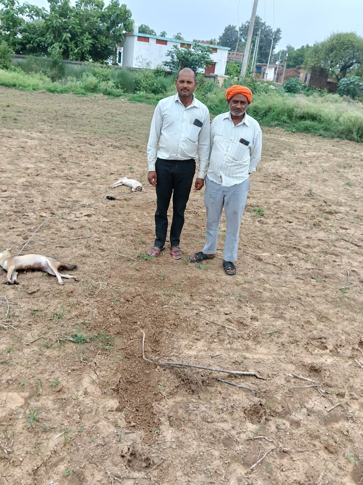 Six Jackals Electrocuted After High-Tension Wire Snaps Near Village