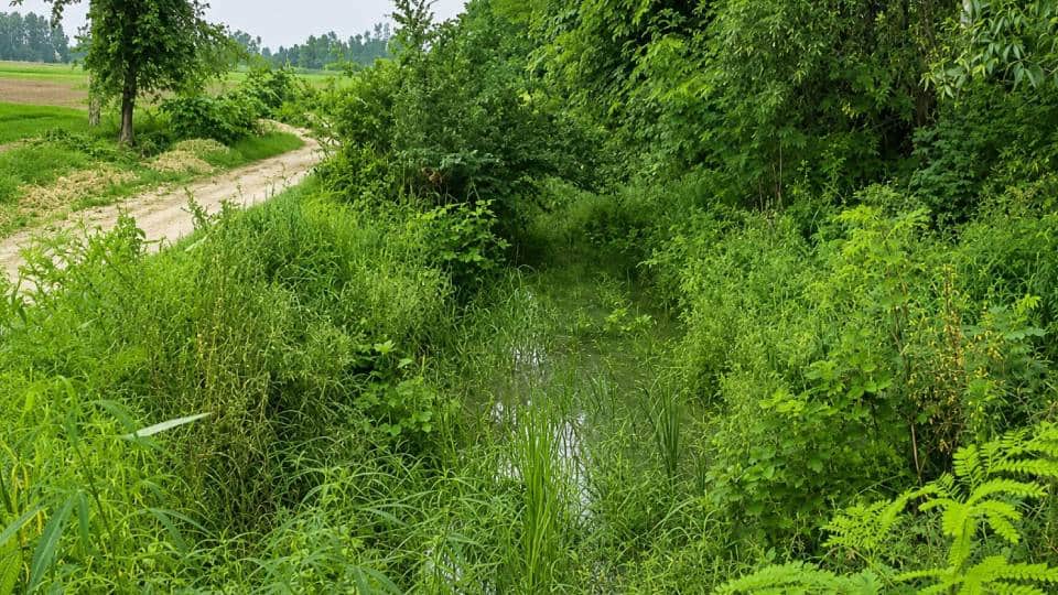 झाड़ियों से पटी आलापुर का मालपुर माइनर।