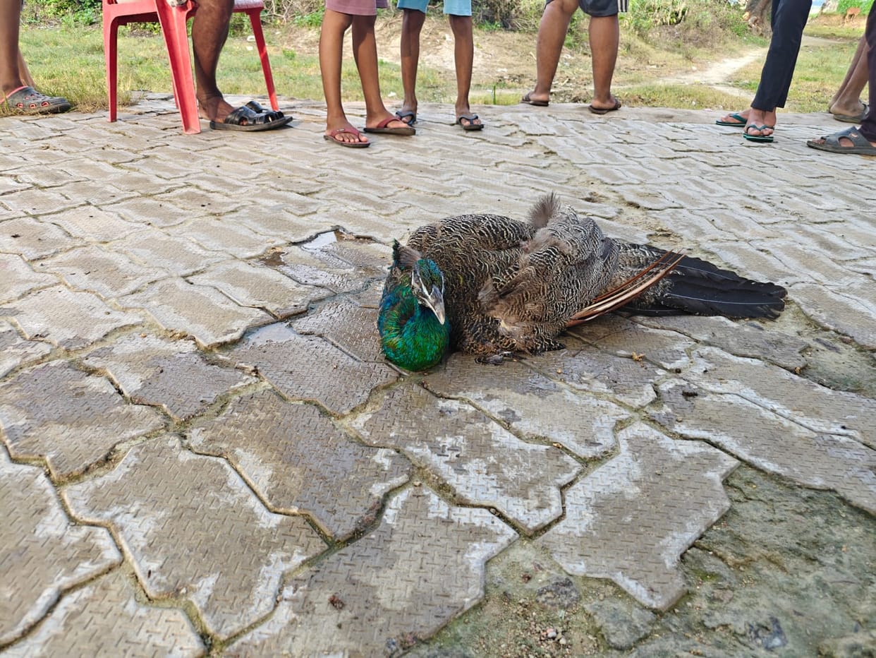 Peacock Injured in Dog Attack Rescued by Forest Department in Kanpur