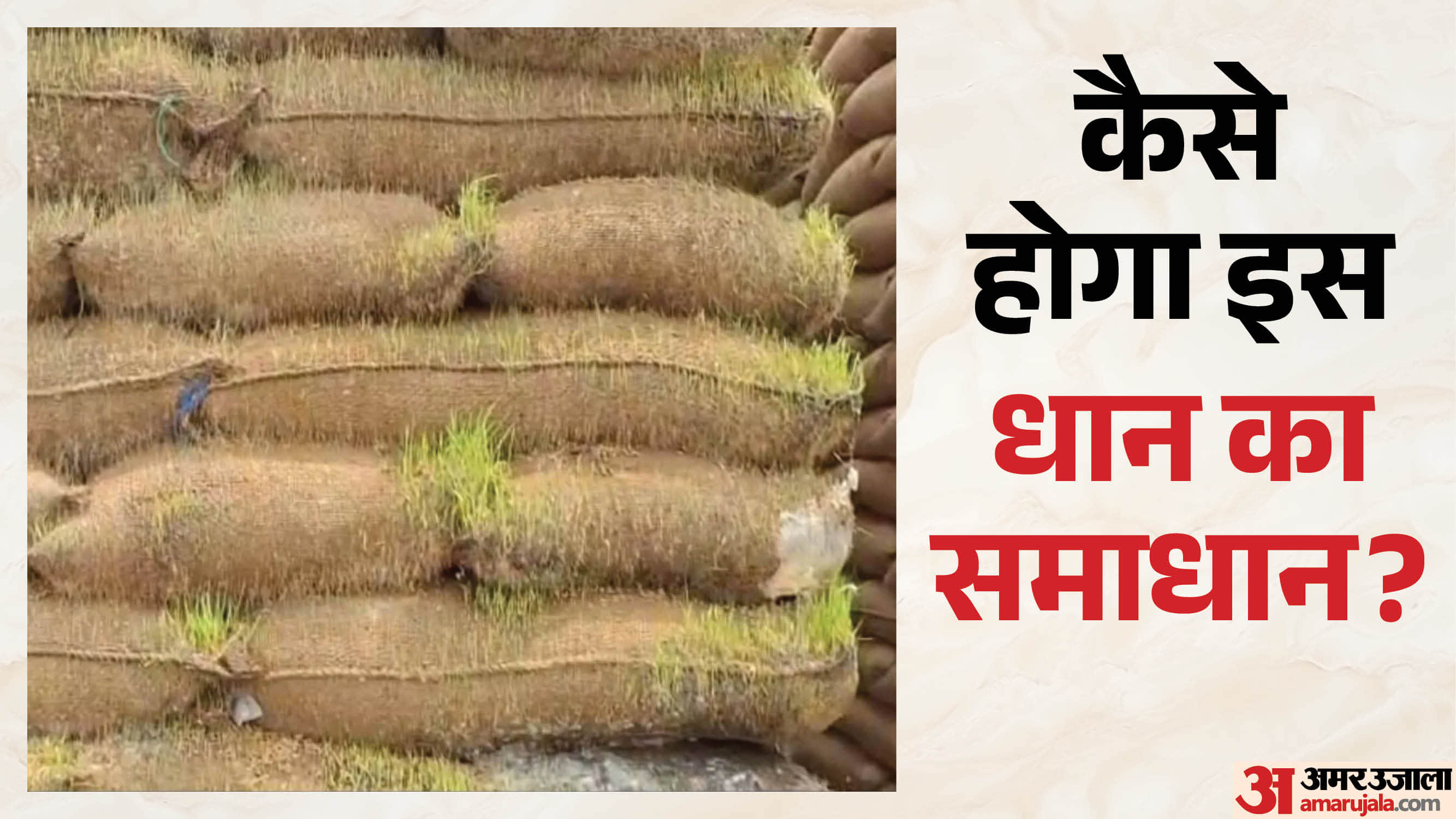 पन्ना में घोर लापरवाही की तस्वीर... बोरियों मे रखी धान हो गई अंकुरित