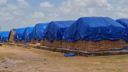 Panna News Plants began to grow in government paddy sacks lying in open