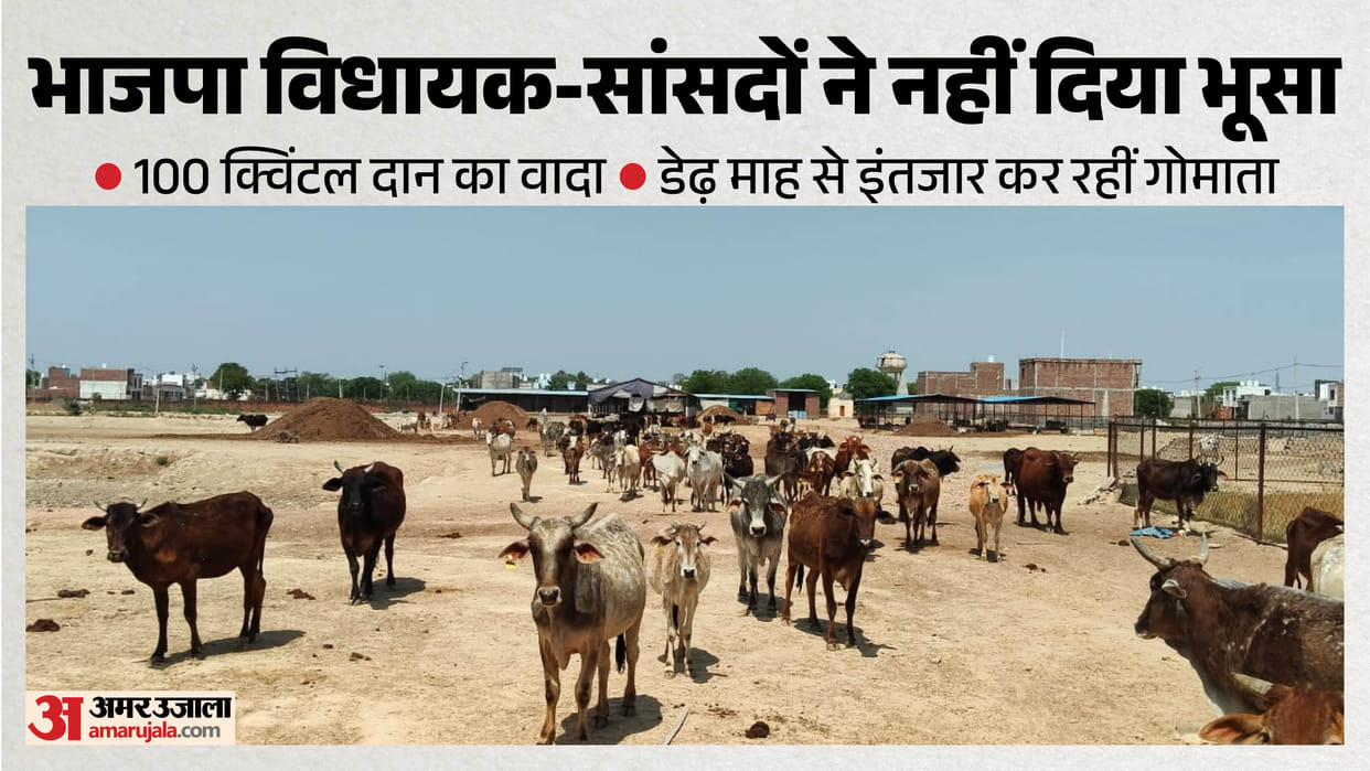 Big Claims on Cow Protection, No Fodder Donation: Agra BJP Representatives Fail to Give Even a Single Straw