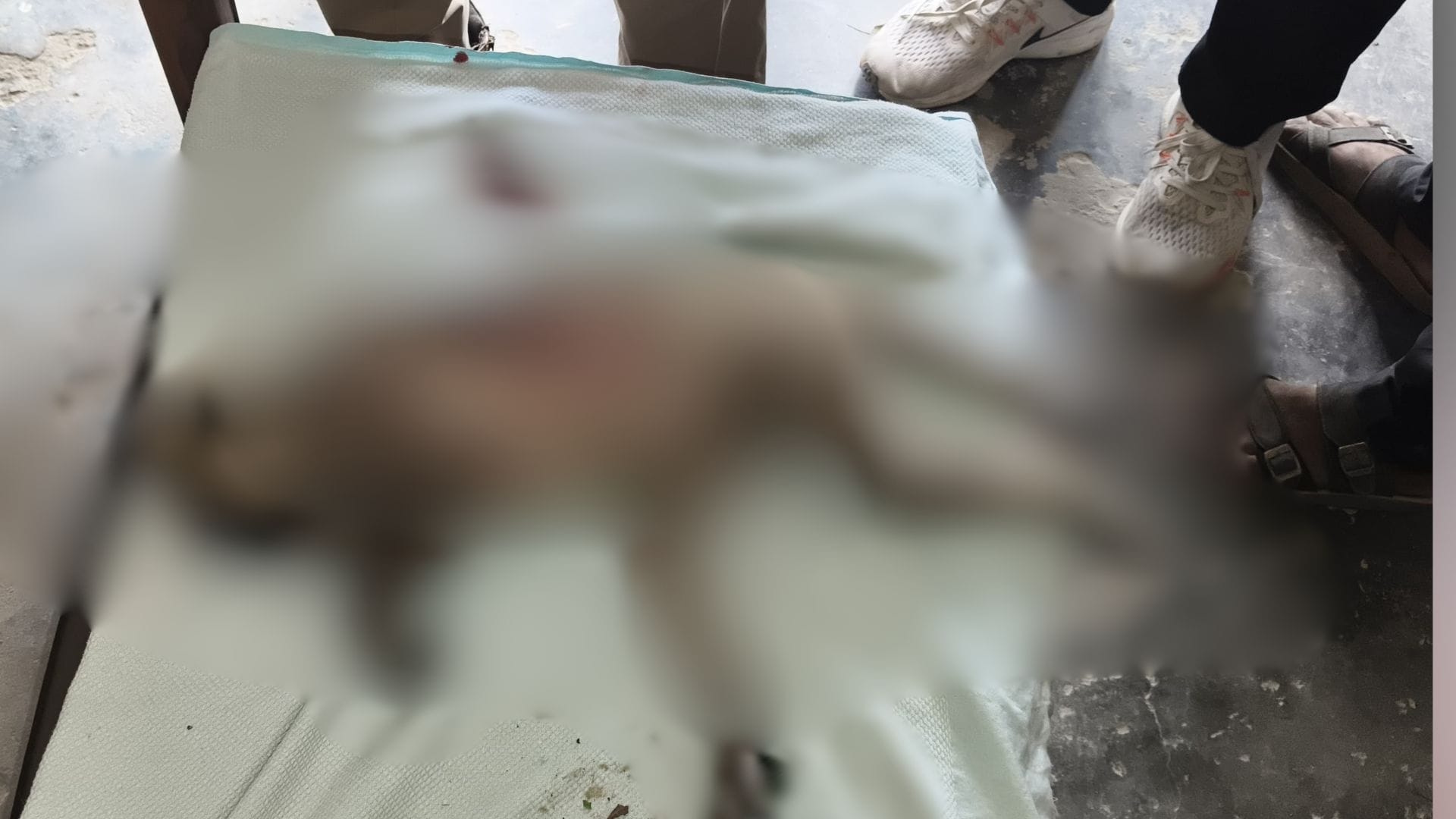 बंदर की हत्या