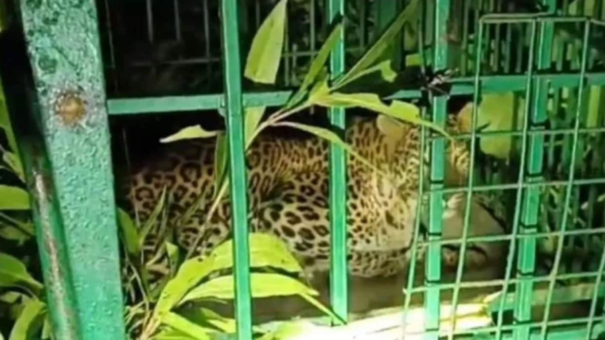 Chhattisgarh News: Leopard Rescued from Khaira Village After Month-Long Panic, Forest Team Ends Threat