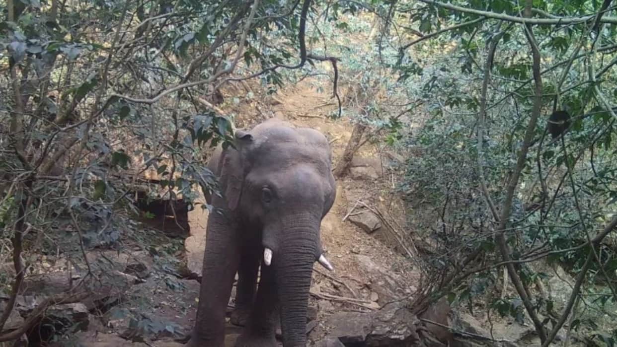 Dhamtari News: Young Elephant Returns to Herd After Successful Treatment by Forest Team and Veterinarians