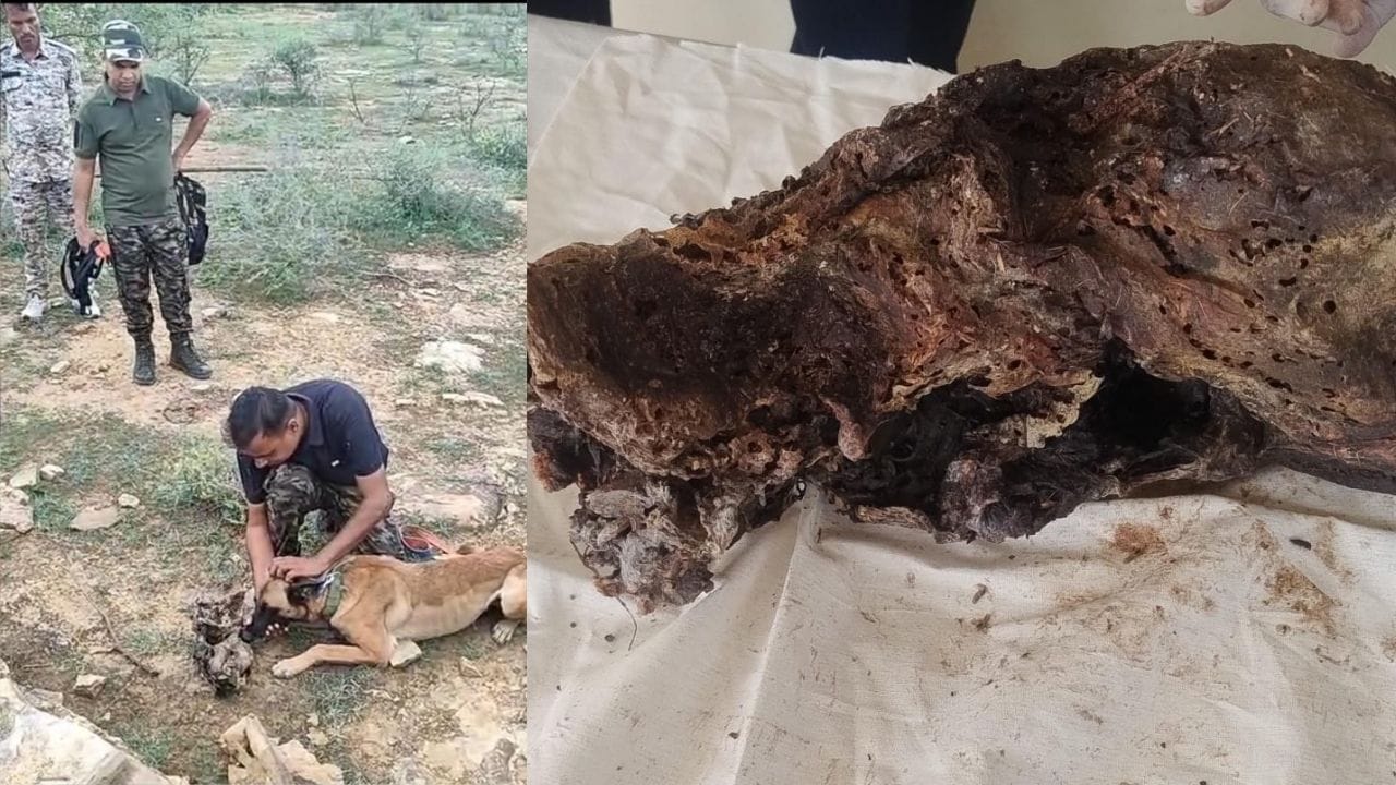 एसटीएसएफ की टीम ने मृत तेंदुओं की हड्डियां और अन्य अवशेष बरामद किए।