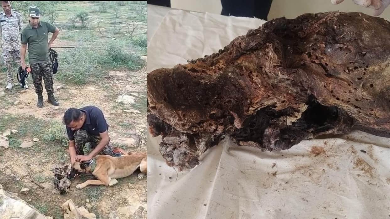 Interstate leopard poaching gang busted in MP: Poaching of 10 leopards revealed, 7 accused arrested.