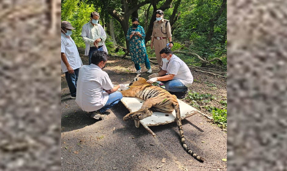 Tigress dies after remaining confined in a cage for 24 hours without treatment