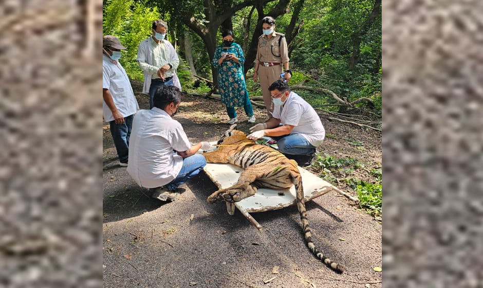 Tigress dies after remaining confined in a cage for 24 hours without treatment