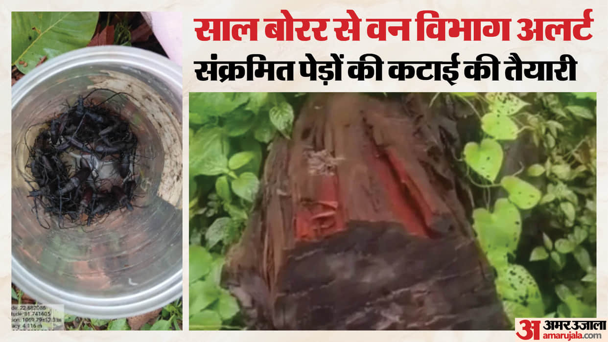 Amarkantak's 4 million sal trees are threatened by sal borer; permission sought to fell 9,535 infected trees