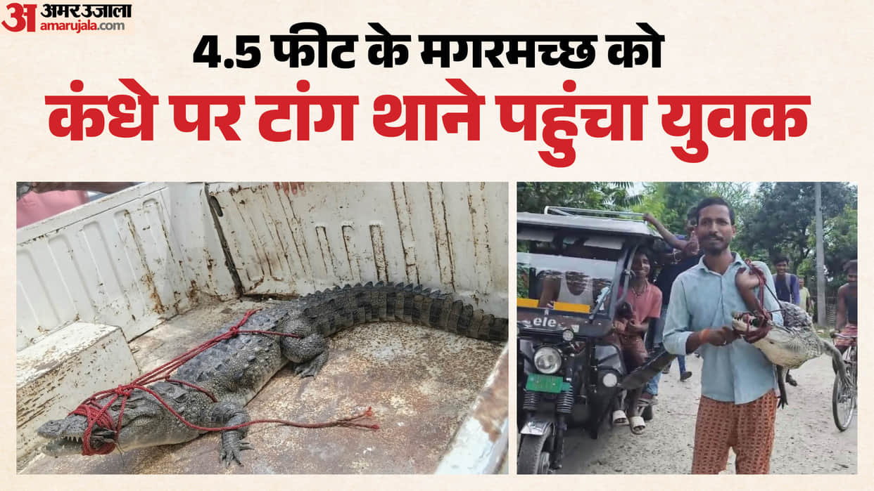 Supaul Viral Video: Man Carries Crocodile on Shoulder to Police Station, Shocking Clip Goes Viral