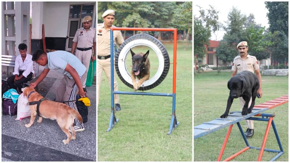 Story on Haryana Police Sniffer dogs