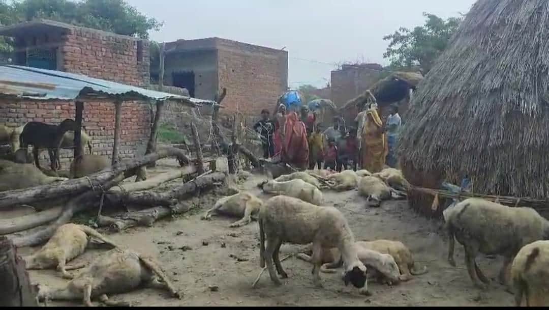 कुत्ते के हमले से 20 भेड़ों की मौत, नौ घायल