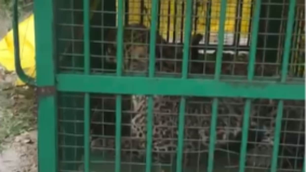 Leopard that killed a child captured in Forest Department cage in lakhimpur kheri