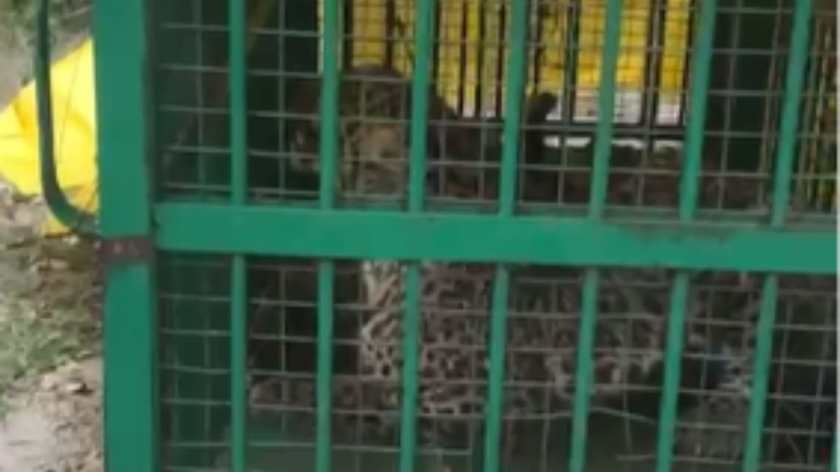 Lakhimpur Kheri: मासूम बच्चे की जान लेने वाला तेंदुआ वन विभाग के पिंजरे में कैद, ग्रामीणों ने ली राहत की सांस