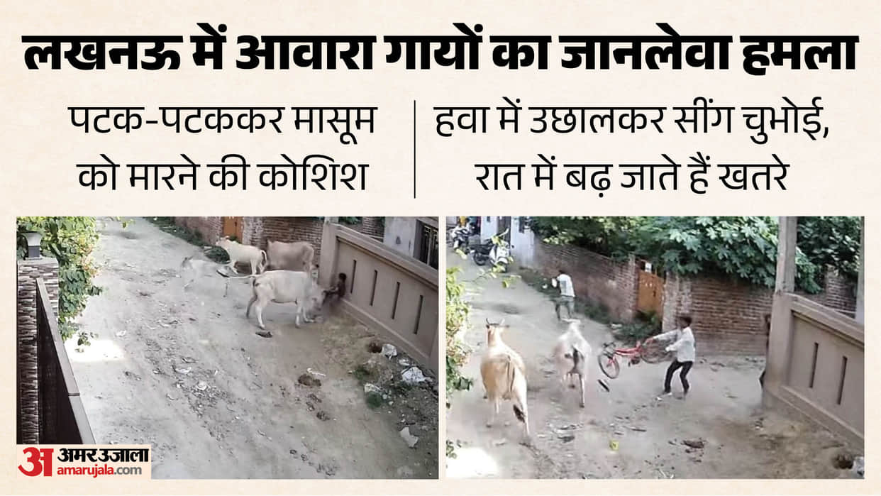 UP: Stray cattle terrorize the capital's streets, an innocent child was thrown into the air and thrown; accid