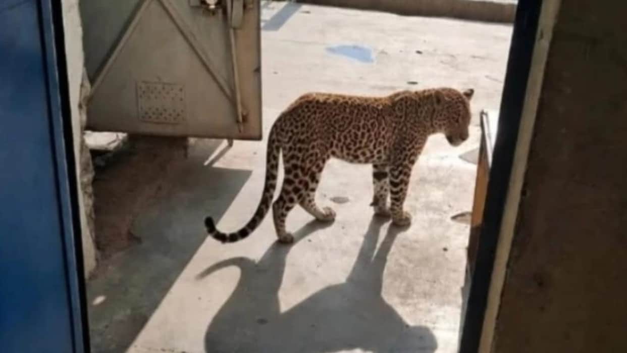 Lalitpur: Leopard spotted in a cabin near Raipur railway crossing; panic among villagers