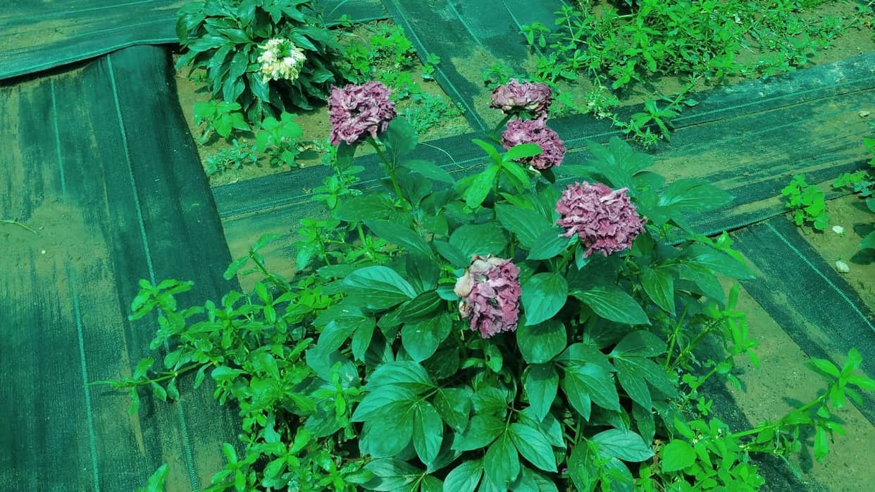 csir ihbt palampur successfully grows peony flower in india first time
