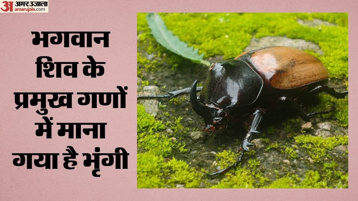Rare five-horned beetle found in Champawat