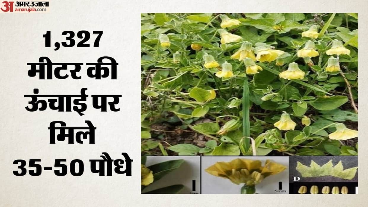 New species of raspberry found in Himachal; fruit to become an alternative source of income for farmers