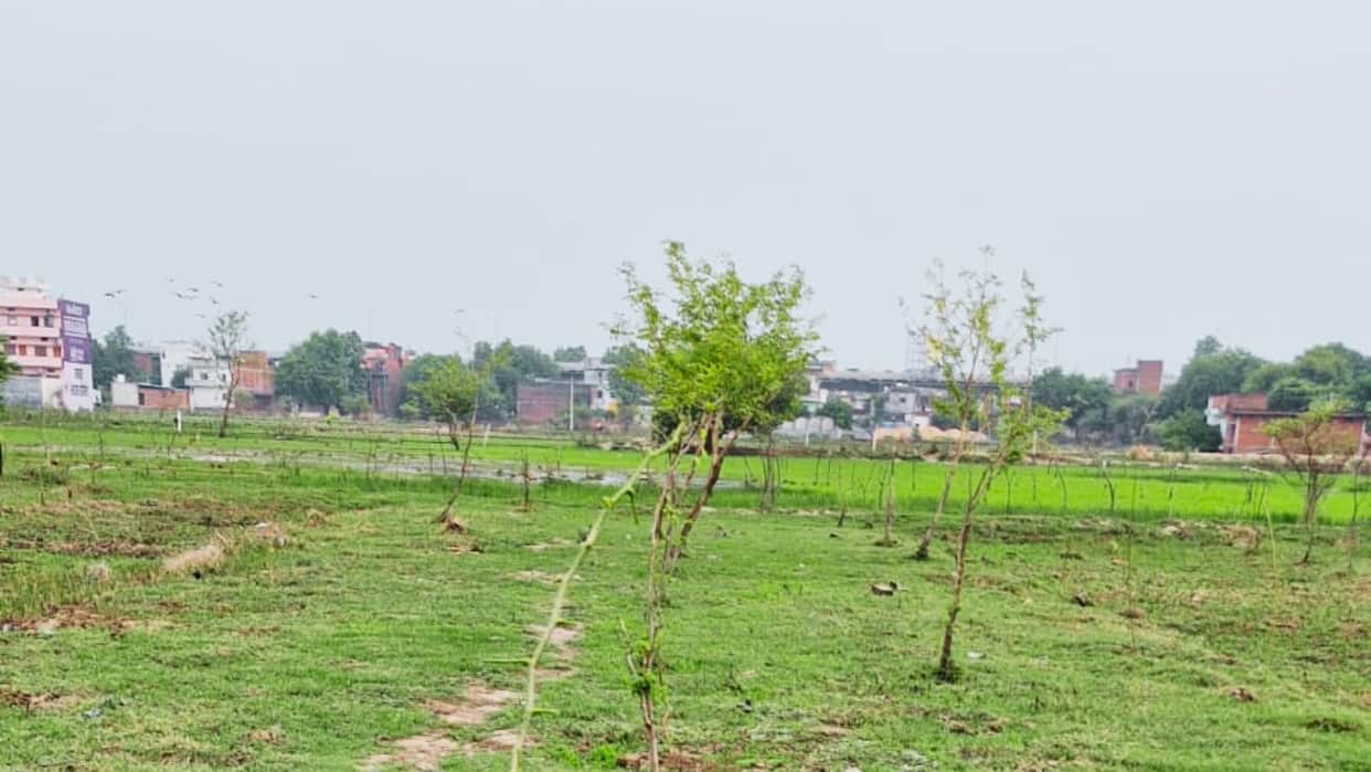 Tree plantation drive fails in Varanasi 6,000 saplings planted in Harhua only 30 survived