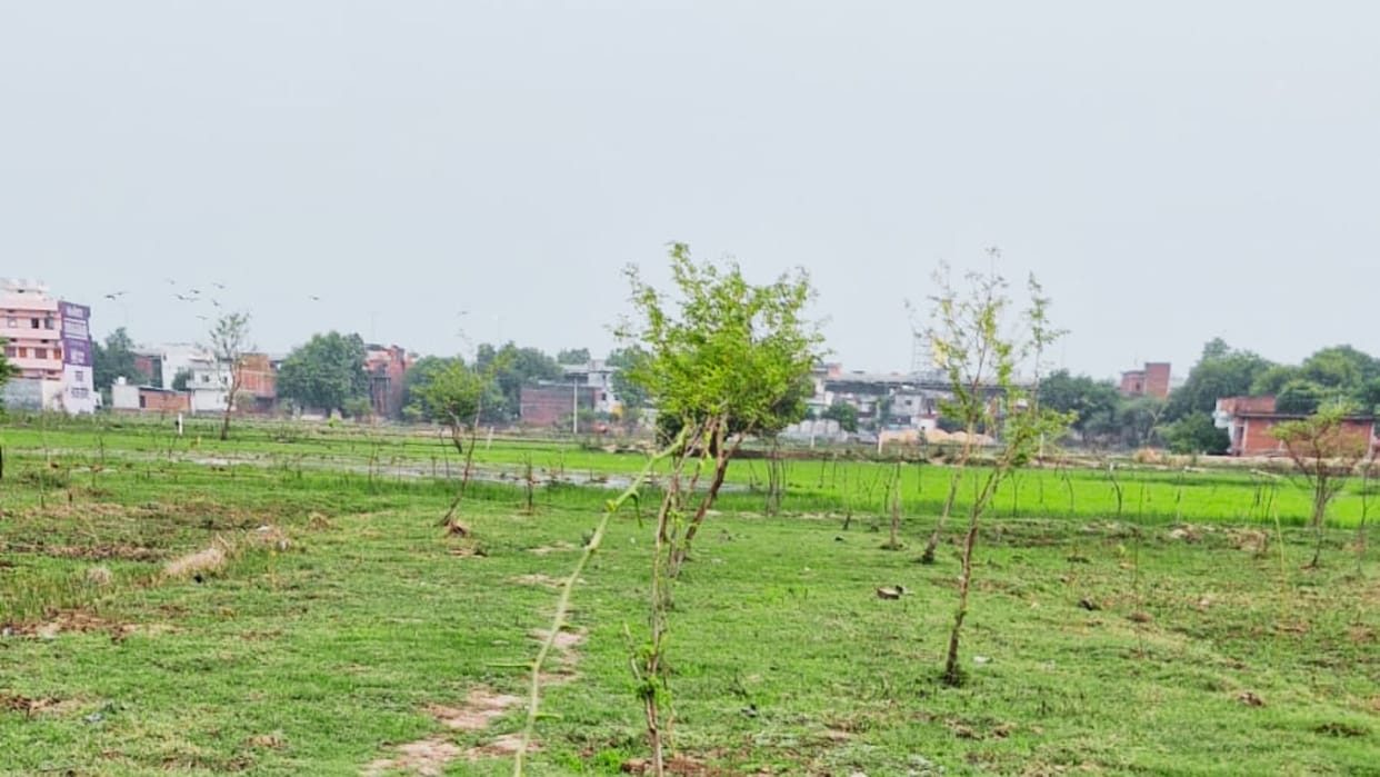 Tree plantation drive fails in Varanasi 6,000 saplings planted in Harhua only 30 survived