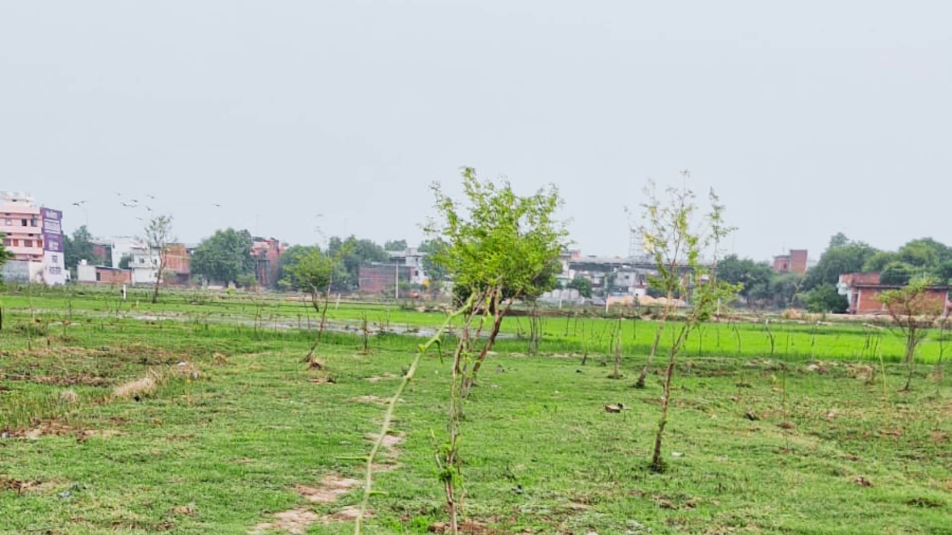 हरहुआ में इसी मैदान में हुआ था पौधरोपण