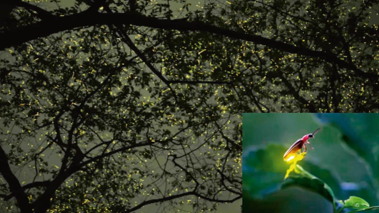 Fireflies can track cancer improved tumor detection technology sign know Guwahati University research finding