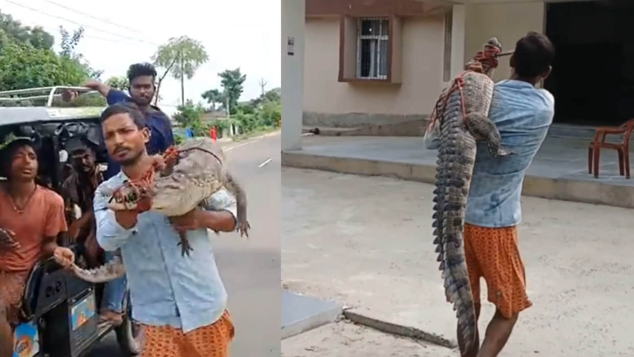 crocodile was found in rice field in bihar local man rescue and handed over to forest department viral video