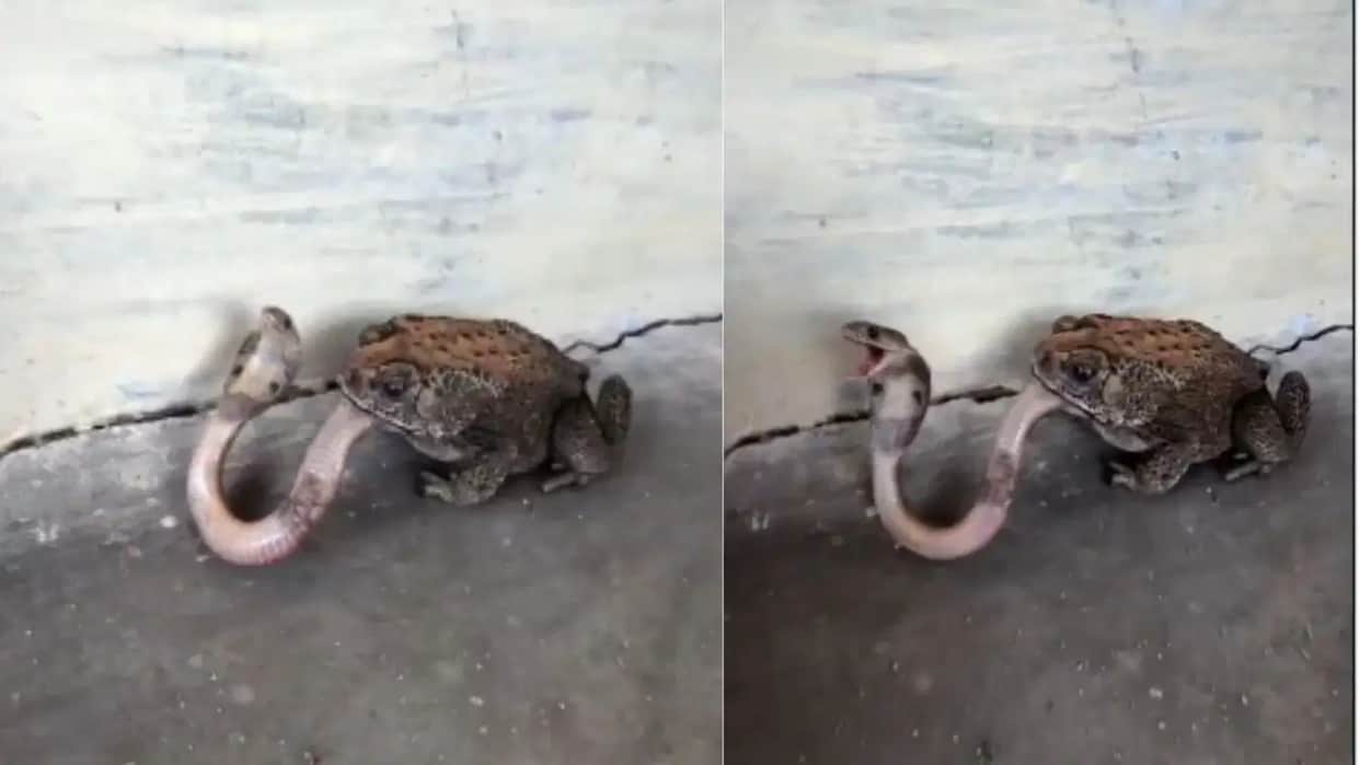Viral Video Giant Frog Swallows a Small Snake Shocking Wildlife Clip Stuns the Internet