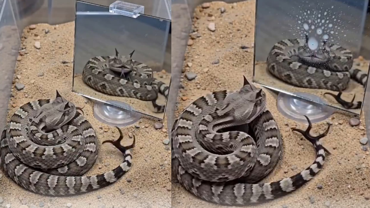 Snake viral video snake reaction to seeing itself in a mirror