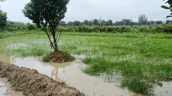 Kanpur Rain eases farmers worries withering crops get new lease of life farmers say Kharif crop will be good