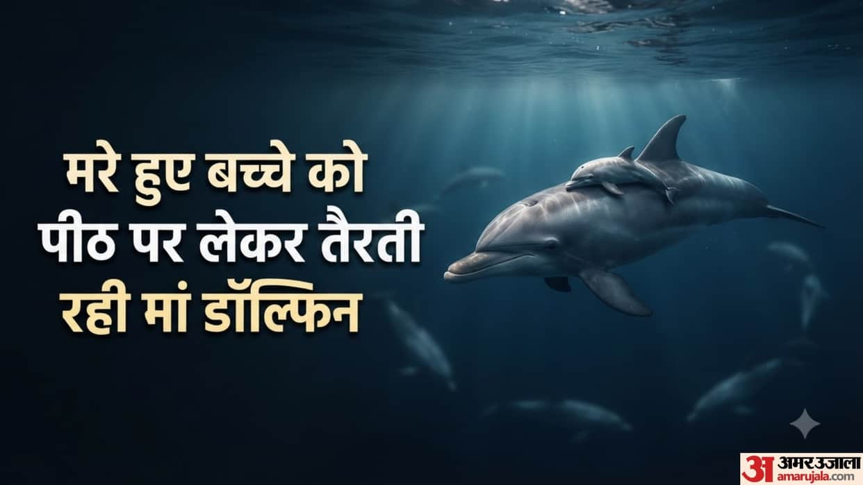 Heartbreaking Video Shows Mother Dolphin Carrying Her Dead Calf on Her Back