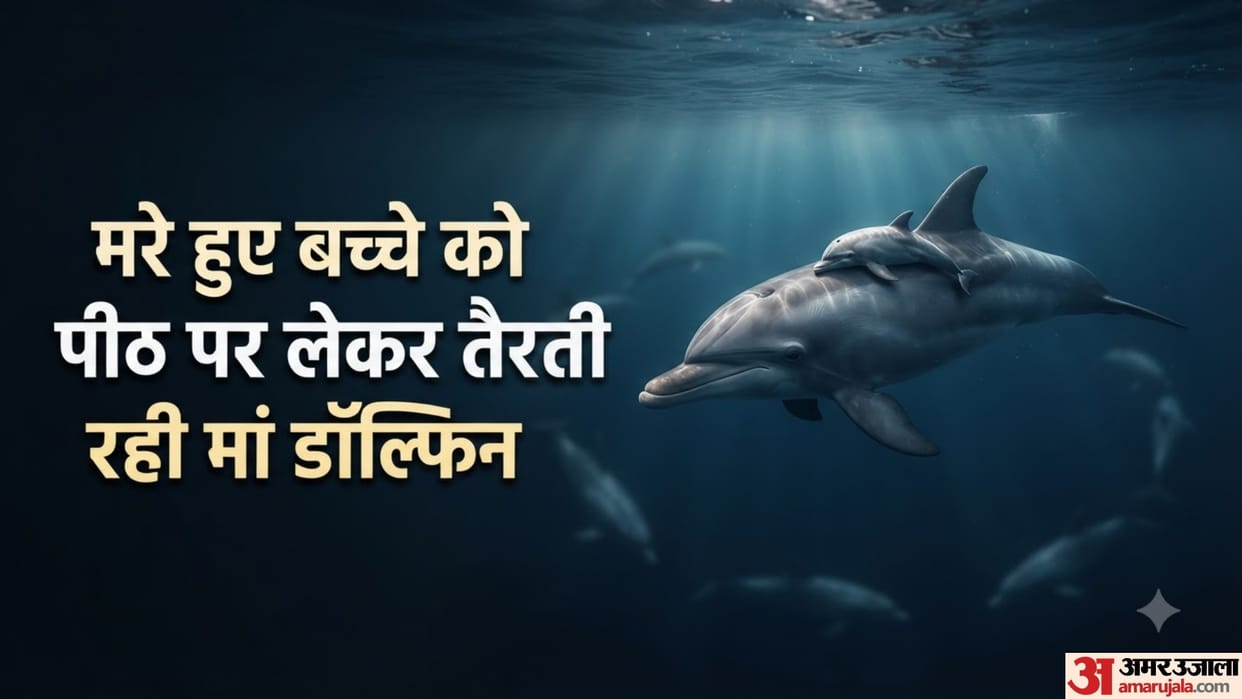 Heartbreaking Video Shows Mother Dolphin Carrying Her Dead Calf on Her Back