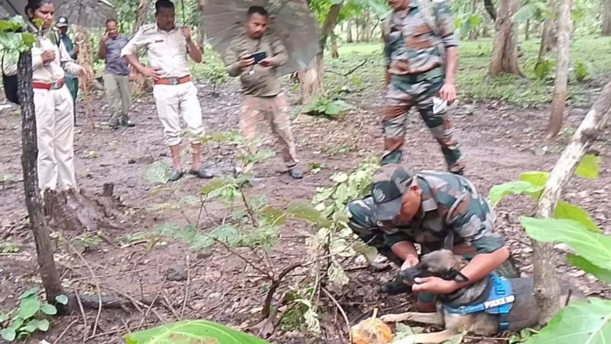 Seoni News: Sniffer Dog 'Glow' Busts Teak Smuggling Racket, Tracks Down Illegal Timber and Suspects