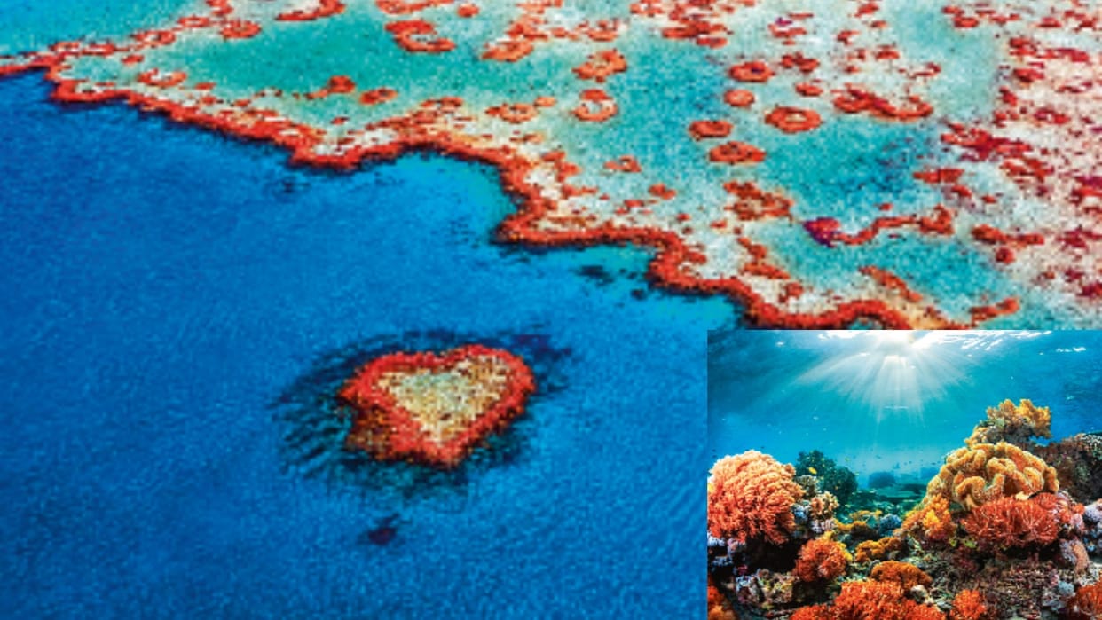 Coral reefs facing threat of extinction lives of around 500 million people depend on them know details