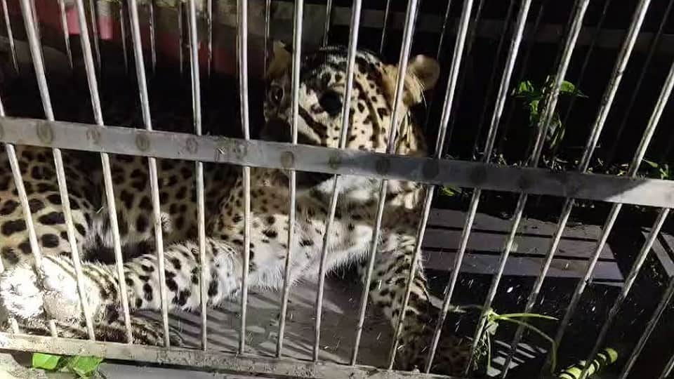 Leopard caged in Kumoud village of Pithoragarh